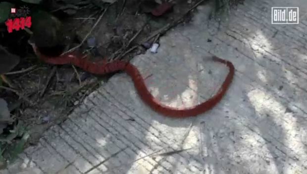 A comida de crianças de vermes
